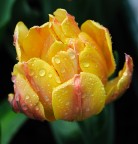Tulipan bagnato Tulipan bagnato