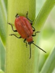 coleottero rosso coleottero rosso