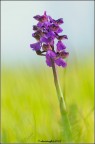 Orchis Morio ambientata Orchis Morio ambientata