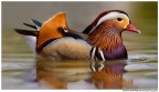 Mandarina Mandarina