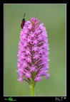 Anacamptis pyramidalis con Zygaena!