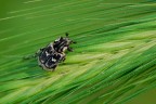 Cetonide su avena Cetonide su avena