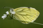 la timida Pieris la timida Pieris