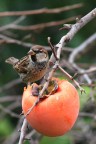 dona a noi il cibo quotidiano dona a noi il cibo quotidiano