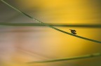 Mosca Cavallina Mosca Cavallina