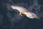 GRIFONE IN VERDON...... GRIFONE IN VERDON......