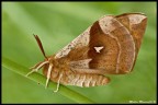 Falena Falena