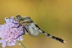 Orthetrum albistylum