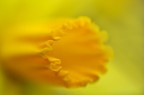 Giallo..Narciso...