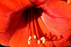 OMBRE ROSSE OMBRE ROSSE