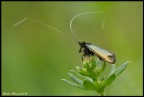 Antenne lunghe Antenne lunghe