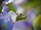 Scattando foto al Glicine mi sono imbattuto in questa curiosa lucertola.

Olympus E-420 con Olympus Zuiko ED 70-300.