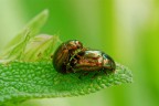 Crysoline americane Crysoline americane