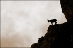 Il Grande salto Il Grande salto