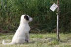 Pipi.........istruzioni per l'uso Pipi.........istruzioni per l'uso
