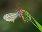 Farfallina bianca Farfallina bianca