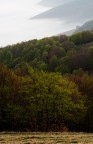 Luce soffusa su un manto di nebbia Luce soffusa su un manto di nebbia