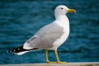 Larus michahellis