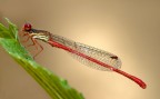 Damigella rossa (Ceriagrion tenellum)