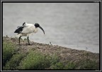 Ibis Sacro # 1 Ibis Sacro # 1