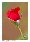 Rosa rossa Rosa rossa