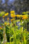 Fiori Fiori