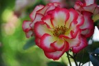 Rosa di maggio II Rosa di maggio II