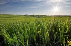 Gioia Naturale Gioia Naturale