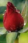 perle mattutine perle mattutine