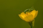 Tettigonia in giallo