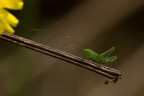 Tettigonia sul rametto Tettigonia sul rametto