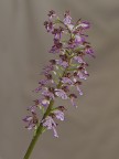 orchidea selvatica orchidea selvatica
