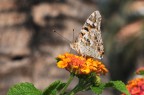 primavera primavera