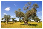 Olive grove Olive grove