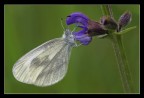 Solitaria Solitaria