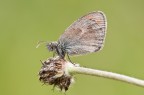 Coenonypha pamphilus. 09/05/2010