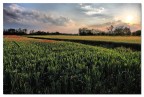 remembering Monet remembering Monet