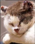 IL gatto IL gatto