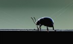 Timarcha tenebricosa Timarcha tenebricosa