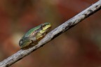 Hyla