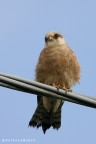 Falco cuculo Falco cuculo