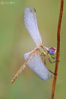 ancora...Sympetrum fonscolombii ancora...Sympetrum fonscolombii