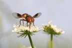 Ectophasia crassipennis Ectophasia crassipennis