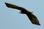 Falco di palude Falco di palude
