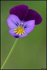 Viola Viola