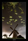 Dreaming Dreaming