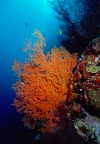 Gorgonia Gorgonia