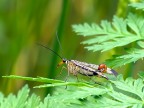 mosca scorpione mosca scorpione