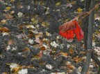 Autunno: foglie colorate Autunno: foglie colorate