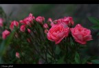 rosette rosette